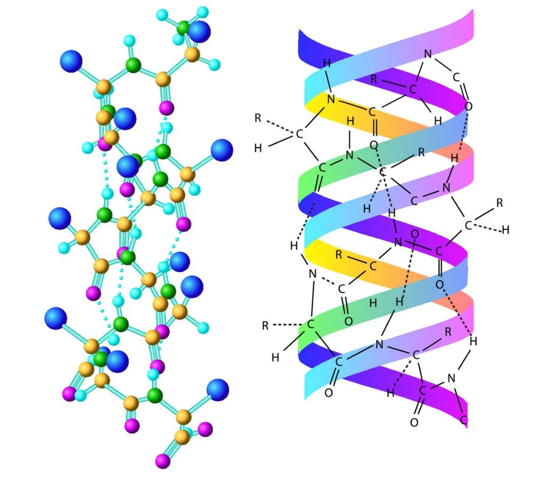 膠原蛋白是什么？膠原蛋白的功效與作用有哪些？